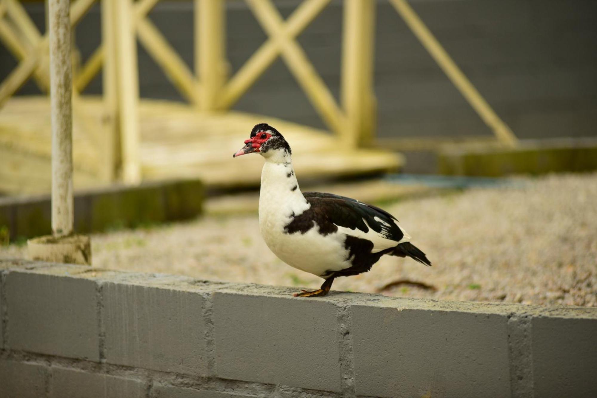 Pousada Chácara Rio Jordão Florianópolis Exterior foto