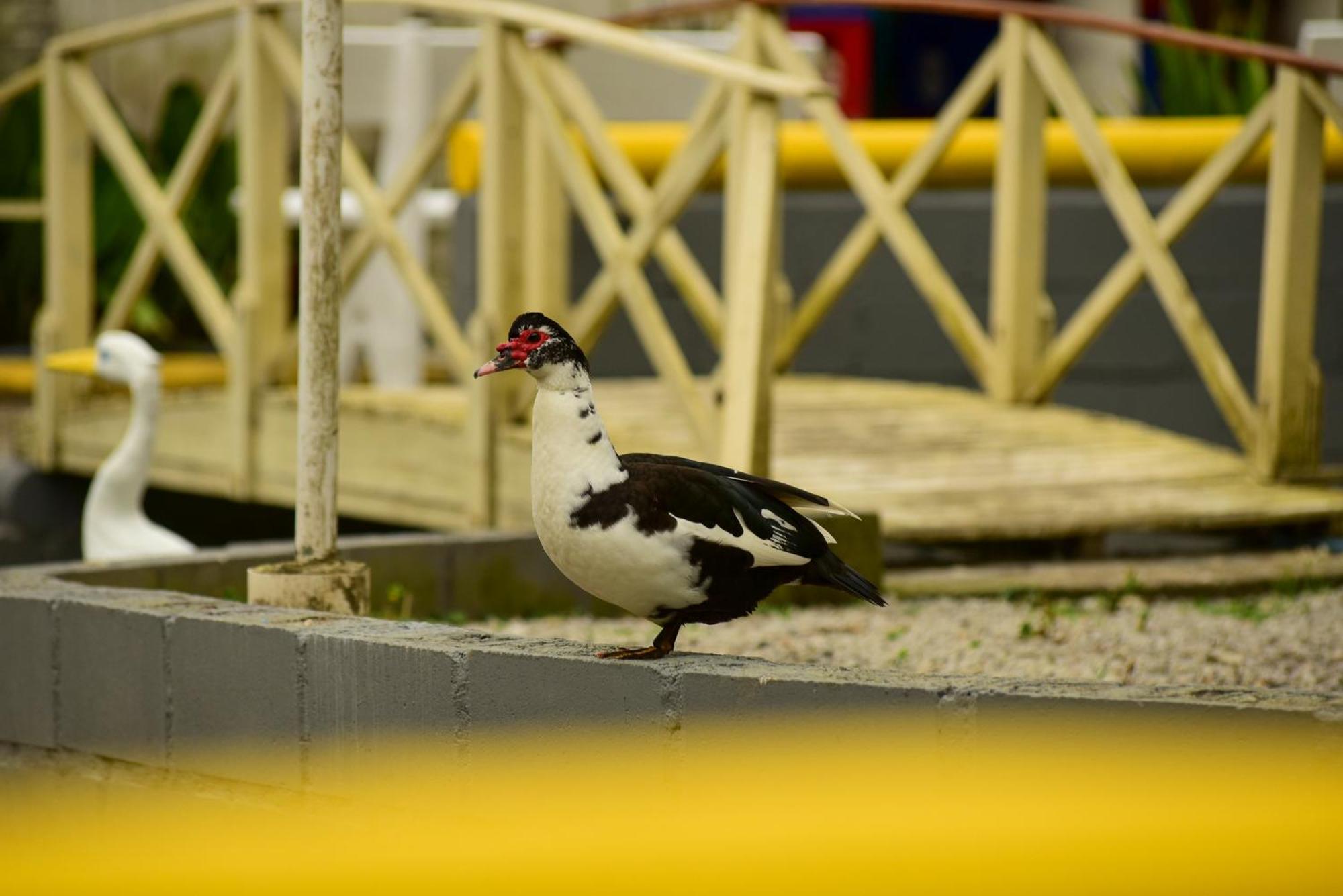 Pousada Chácara Rio Jordão Florianópolis Exterior foto
